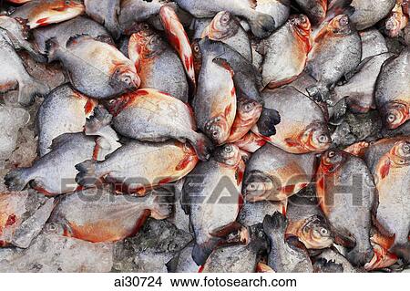 Fish for sale in street market. Siem Reap, Cambodia View Large Photo Image Picture - Fish for sale in street market. Siem Reap, Cambodia. Fotosearch