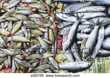 Fish for sell in street market. Siem Reap, Cambodia View Large Photo Image Stock Photograph - Fish for sell in street market. Siem Reap, Cambodia. Fotosearch