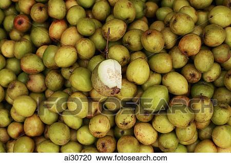 Guavas for sale in a market, Cambodia View Large Photo Image Stock Image - Guavas for sale in a market, Cambodia. Fotosearch