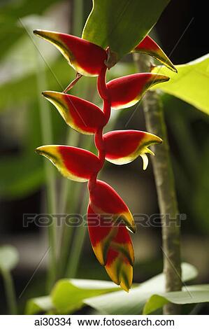 Hanging Bird of Paradise flower View Large Photo Image Picture - Hanging Bird of Paradise flower. Fotosearch