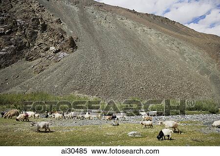 Heard of goats and sheep grazing at the foothills of the Himalayas, Ladakh, India View Large Photo Image Stock Photography - Heard of goats and sheep grazing at the foothills of the Himalayas, Ladakh, India. Fotosearch