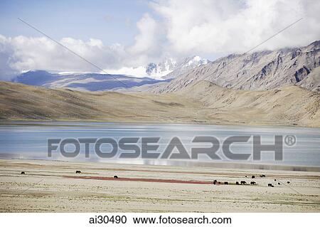 Stock Image - Lake Tsomoriri in the foothills of the Himalayas, Ladakh, India. Fotosearch