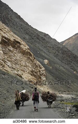 Men walking with mules as they carry wood down a road, Ladakh, India View Large Photo Image Stock Photograph - Men walking with mules as they carry wood down a road, Ladakh, India. Fotosearch