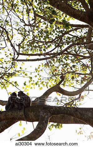 Picture - Monkeys sitting in a tree, Indonesia, Bali. Fotosearch