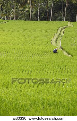 Stock Image - Person working in a rice paddy field. Indonesia, Bali. Fotosearch