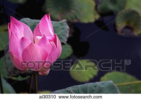 Stock Image - Pink lotus flower in a pond. Fotosearch