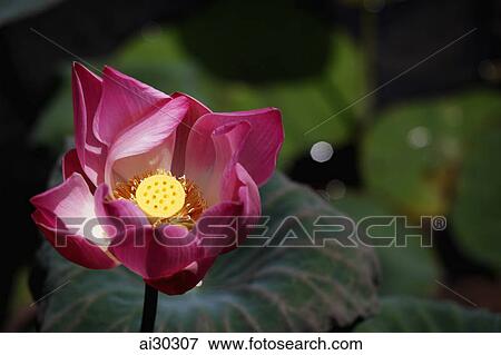 Pink lotus flower in bloom View Large Photo Image Stock Photo - Pink lotus flower in bloom. Fotosearch