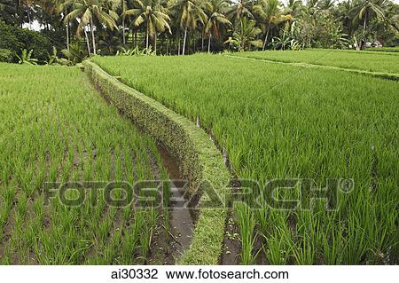 Stock Image - Rice growing in a rice paddy. Indonesia, Bali. Fotosearch