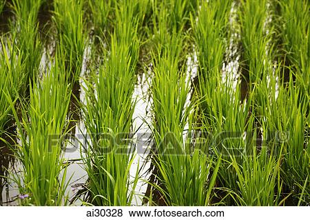 Rice growing in a rice paddy View Large Photo Image Stock Photo - Rice growing in a rice paddy. Fotosearch