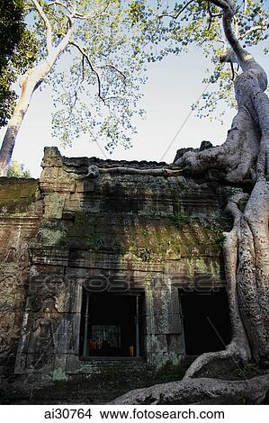 Picture - Silk Cotton trees growing around Ta Prohm Temple, Cambodia. Fotosearch