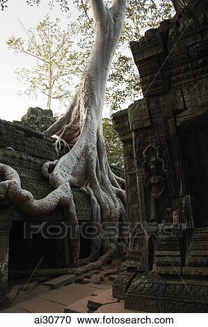 Silk cotton trees growing around Ta Prohm Temple, Angkor Wat, Cambodia View Large Photo Image Stock Image - Silk cotton trees growing around Ta Prohm Temple, Angkor Wat, Cambodia. Fotosearch