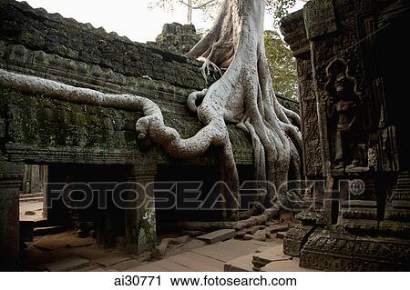 Silk cotton trees growing around Ta Prohm, Angkor Wat, Cambodia View Large Photo Image Stock Image - Silk cotton trees growing around Ta Prohm, Angkor Wat, Cambodia. Fotosearch