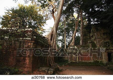 Stock Photo - Silk cotton trees growing around Ta Prohm Temple, Angkor Wat, Cambodia. Fotosearch