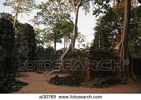 Stock Photo - Silk cotton trees growing around Ta Prohm Temple, Angkor Wat, Cambodia. Fotosearch