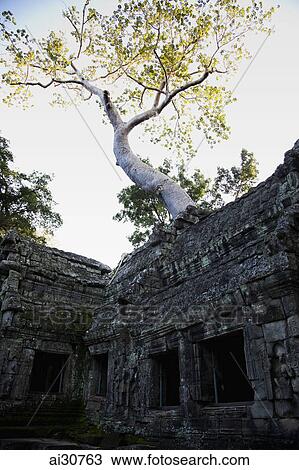 Stock Image - Stone ruins of Ta Prohm Temple, Angkor Wat, Cambodia. Fotosearch