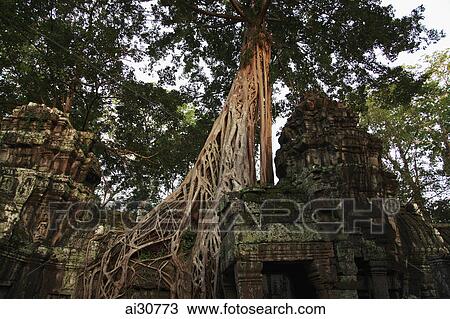 Stock Image - Trees growing around the ruins of Angkor Wat, Cambodia. Fotosearch