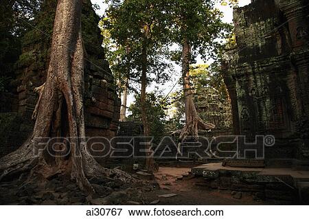 Stock Photo - Trees growing around the ruins of Ta Prohm Temple, Angkor Wat, Cambodia. Fotosearch