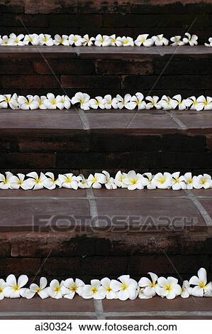 White Frangipani flowers lining stone steps. Bali, Indonesia View Large Photo Image Picture - White Frangipani flowers lining stone steps. Bali, Indonesia. Fotosearch