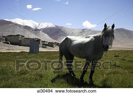 White horse in front of stone houses in the foothill of the Himalayans, Ladakh, India View Large Photo Image Picture - White horse in front of stone houses in the foothill of the Himalayans, Ladakh, India. Fotosearch