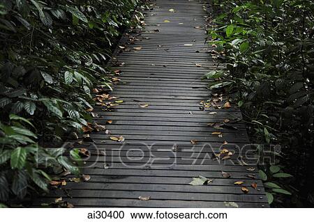 Stock Image - Wooden path through trees. Fotosearch
