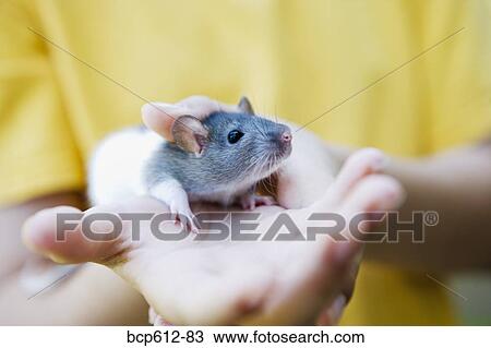 Closeup of pet rat in boy's hand View Large Photo Image Stock Image - Closeup of pet rat in boy's hand. Fotosearch