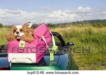 Dog in bag atop car in field View Large Photo Image Stock Photo - Dog in bag atop car in field. Fotosearch