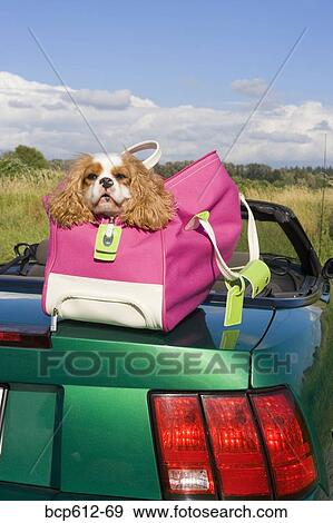 Dog in bag atop car in field View Large Photo Image Stock Photo - Dog in bag atop car in field. Fotosearch