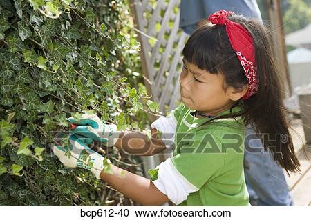 Little girl trimming ivy outside View Large Photo Image Stock Image - Little girl trimming ivy outside. Fotosearch