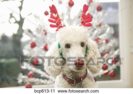 Poodle dressed as reindeer at Christmas View Large Photo Image Stock Image - Poodle dressed as reindeer at Christmas. Fotosearch