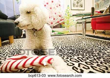 Poodle with candy cane toy View Large Photo Image Stock Image - Poodle with candy cane toy. Fotosearch