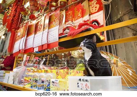 Cat sitting with merchandise in Hong Kong shop View Large Photo Image Stock Photograph - Cat sitting with merchandise in Hong Kong shop. Fotosearch