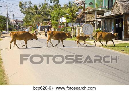 Cows crossing the road in Vietnamese town View Large Photo Image Stock Photo - Cows crossing the road in Vietnamese town. Fotosearch