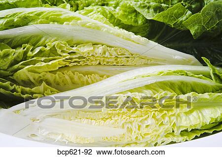 Cross sections of romaine lettuce heads View Large Photo Image Stock Image - Cross sections of romaine lettuce heads. Fotosearch