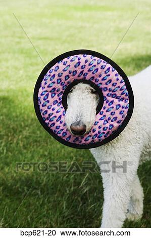 Dog with face framed by round toy View Large Photo Image Stock Image - Dog with face framed by round toy. Fotosearch
