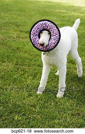 Stock Photo - Dog with round toy in field. Fotosearch