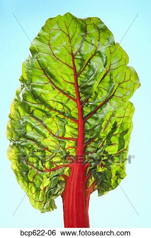 Leaf of red Swiss chard View Large Photo Image Stock Photograph - Leaf of red Swiss chard. Fotosearch