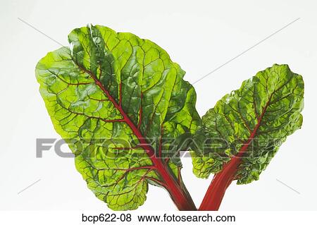 Stock Photo - Leaves of red Swiss chard. Fotosearch