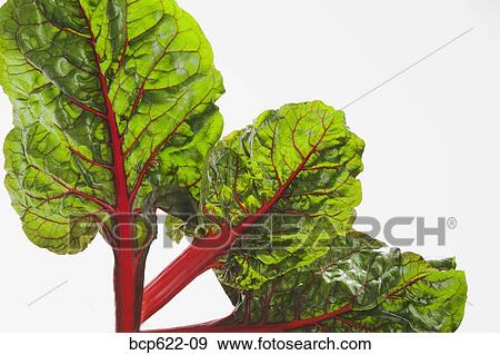 Leaves of red Swiss chard View Large Photo Image Stock Photo - Leaves of red Swiss chard. Fotosearch