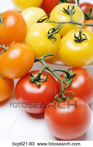 Multicolored tomatoes on the vine View Large Photo Image Stock Image - Multicolored tomatoes on the vine. Fotosearch