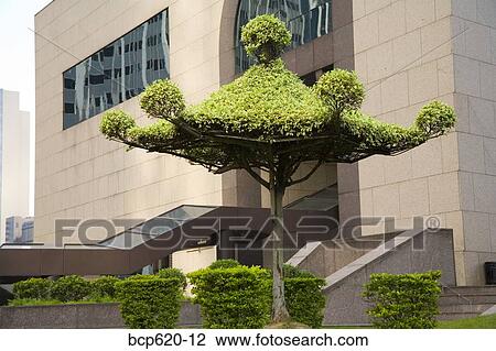 Pagoda topiary in square outside building View Large Photo Image Stock Image - Pagoda topiary in square outside building. Fotosearch
