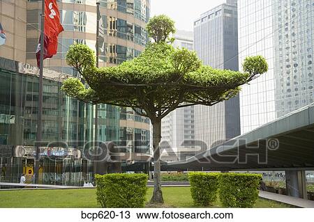 Pagoda topiary in square with skyscrapers View Large Photo Image Stock Image - Pagoda topiary in square with skyscrapers. Fotosearch