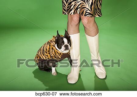 Stock Photo - animals, cape, Boston Terrier, boot, animal print. Fotosearch