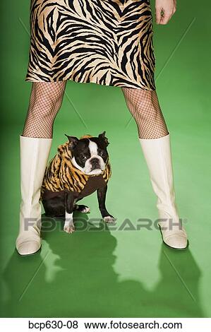 Stock Photo - animals, cape, Boston Terrier, boot, animal print. Fotosearch