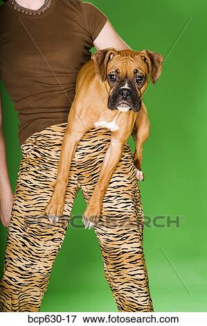 animals, dog, carrying, boxer dog, animal print View Large Photo Image Stock Photo - animals, dog, carrying, boxer dog, animal print. Fotosearch