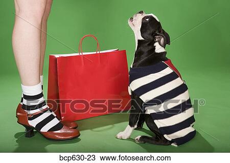 Stock Image - bag, costume, caucasian, Boston Terrier, animals. Fotosearch