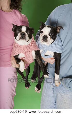 Stock Photo - blue, carrying, boyfriend, Boston Terrier, animals. Fotosearch