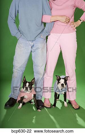 Stock Image - blue, caucasian, boyfriend, Boston Terrier, animals. Fotosearch