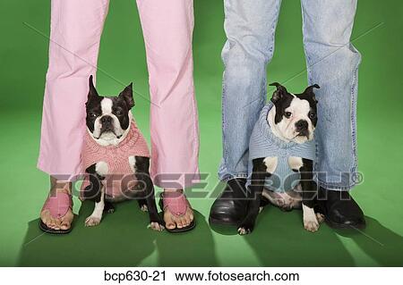 Stock Image - blue, concept, boyfriend, Boston Terrier, animals. Fotosearch
