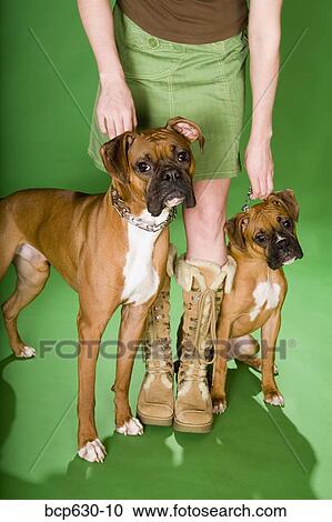 Stock Image - boot, dog, caucasian, boxer dog, animals. Fotosearch