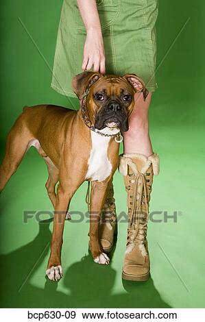Stock Photo - boot, fashion, dog, boxer dog, animals. Fotosearch